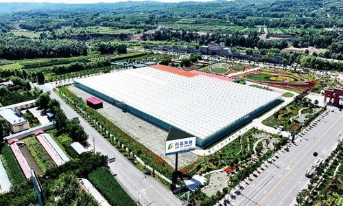 黃土地綻放美麗經濟 臨夏百益現代農業科技有限責任公司發展側記